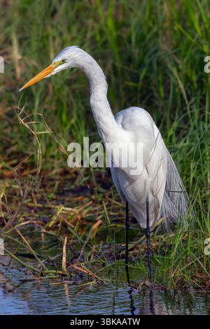 Great Egret in the Florida Everglades Wetlands Stock Photo