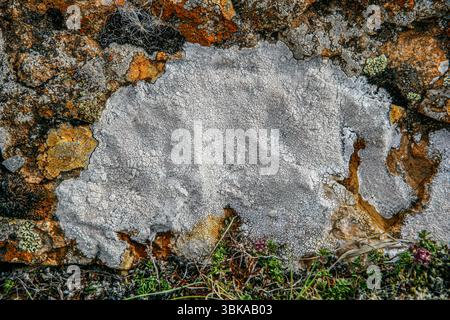 Aspicilia or Lecanora Lichen, Iceland  This image captures a textured mosaic of crustose lichens on a rocky outcrop in Iceland, where harsh climates f Stock Photo