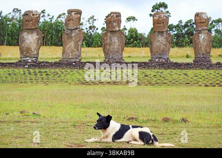 A friendly dog relaxing in front of huge Moai statues at Ahu Akivi ceremonial platform, Easter island, Chile, South America Stock Photo