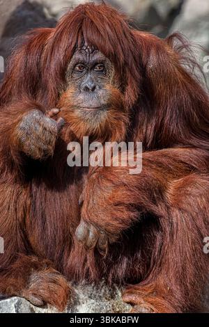 This is a Sumatran Orangutan (Pongo abelii), one of only three species of orangutans and among the most endangered great apes in the world. Stock Photo