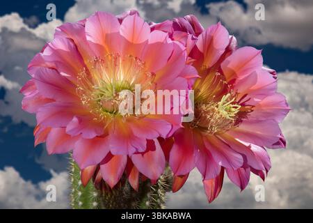 "Flying Saucer" Echinopsis cactus in bloom, Trichocereeae tribe, South America Stock Photo
