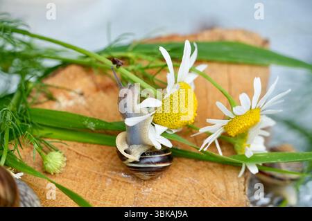 snail on a flower Stock Photo