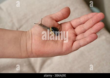 snail on hand Stock Photo