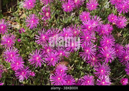 Flowering Delosperma cooperi (syn. Mesembryanthemum cooperi), trailing Iceplant, hardy iceplant or pink carpet. Family Aizoaceae. Summer, June, France Stock Photo
