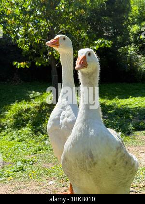 Farm geese on a lawn. Stock Photo