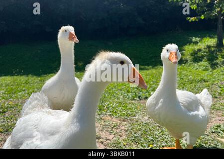 Farm geese on a lawn. Stock Photo