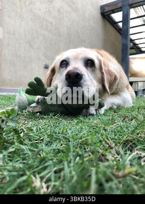 Sweet labrador resting with its favorite toy on the grass Stock Photo