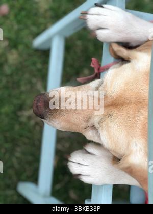 Thoughtful labrador resting on an outdoor chair Stock Photo