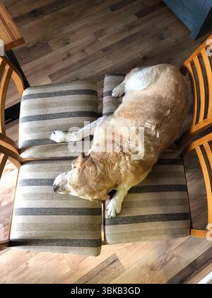 Labrador peacefully sleeping on four adjoining chairs Stock Photo