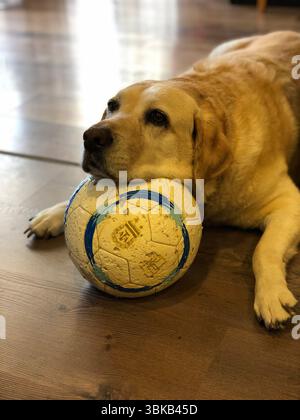 Golden Retriever puppy with soccer ball Stock Photo - Alamy