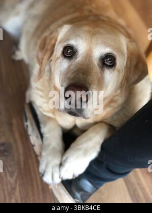 Labrador dog looking with pleading eyes at a person Stock Photo