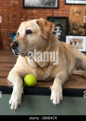 Labrador dog lying with tennis ball at home Stock Photo