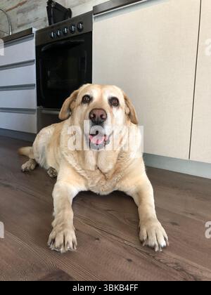 Cute Labrador puppy in kitchen Stock Photo - Alamy