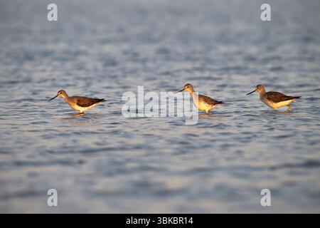 Three Lesser yellowlegs feeding before sunset in Galveston Bay, Galveston, Texas, USA Stock Photo
