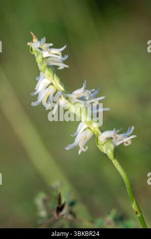 Slender Ladies' Tresses (Spiranthes lacera), a native North American orchid, in  bloom, Galveston, Texas, USA. Stock Photo