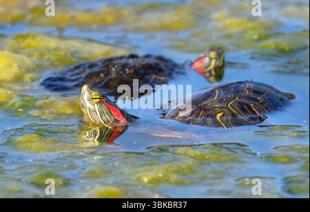 The red-eared sliders  (Trachemys scripta elegans) , Galveston, TX Stock Photo