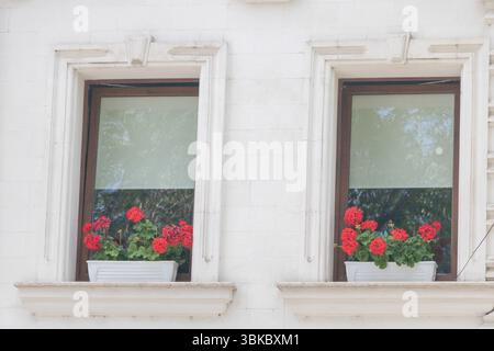 Two window frames with red geraniums in white pots on the windowsill, photo taken from outside. Stock Photo