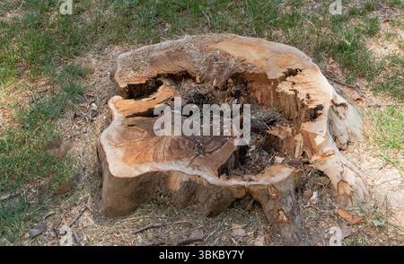 The tree stump has been cut down and is now lying on the ground, with its trunk cracked open to reveal the wooden structure inside. Stock Photo