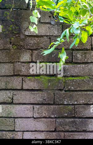Brick wall with moss growing on it. The moss is green and the wall is gray. The wall is covered in moss and has a tree branch growing out of it Stock Photo