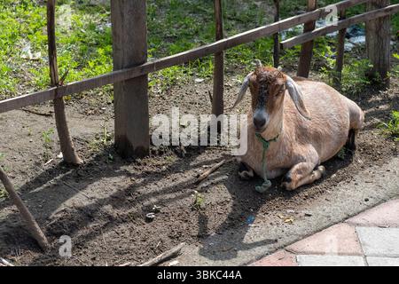 Goat laying on a brick floor. The goat is brown and white. The goat is laying down and he is resting Stock Photo