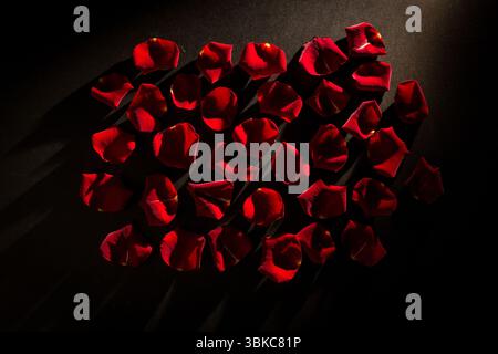 Deep red rose petals are being shown on matte flat design surface, with long diagonal shadows Stock Photo