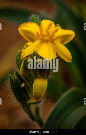 natural close up flowering plant portrait of the darling Hypoxis Hemerocallidea. attention-getting, beautiful, blooming, blushing, bold, traditional Stock Photo