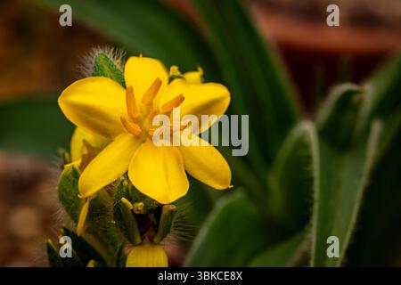 natural close up flowering plant portrait of the darling Hypoxis Hemerocallidea. attention-getting, beautiful, blooming, blushing, bold, traditional Stock Photo