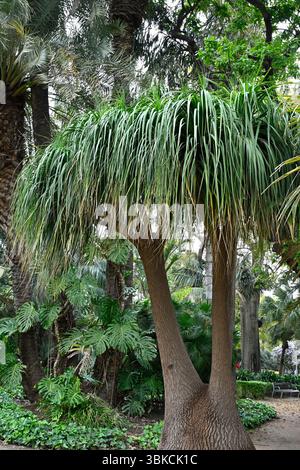 Beaucarnea recurvata, or ponytail palm growing wild Malaga Spain April Stock Photo