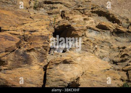 Pallas's Cat, Otocolobus manul, Kitten, Cat, Ladakh, India Stock Photo