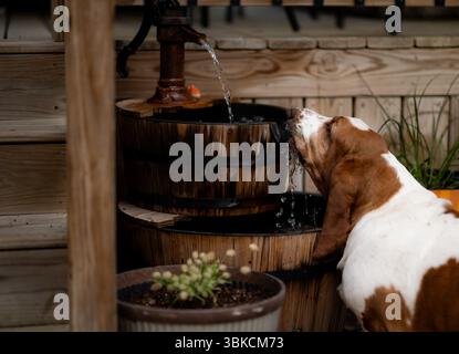 Basset hound drinks water from rustic wooden garden fountain Stock Photo