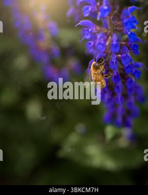 Honeybee collects nectar from purple flower in soft light Stock Photo