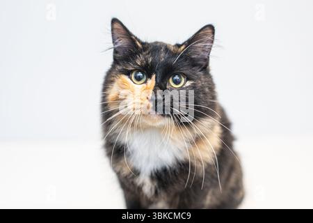 a calico cat with wide eyes and long whiskers on white background Stock Photo