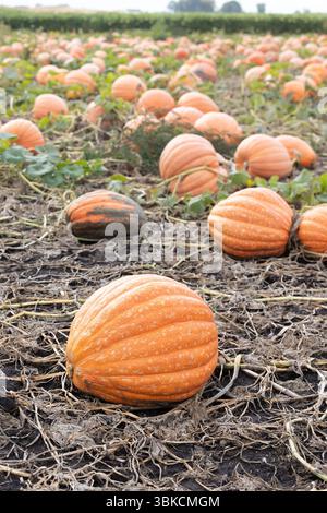 Large orange pumpkin in foreground of a crowded pumpkin patch Stock Photo