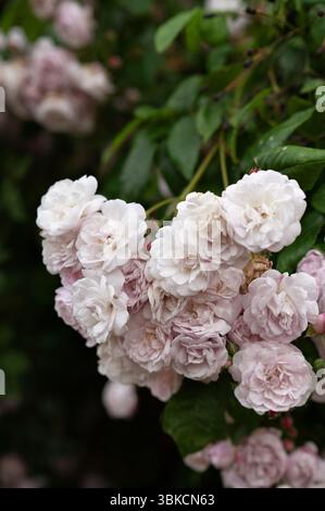 A cluster of soft pink roses in full bloom, surrounded by lush green ...
