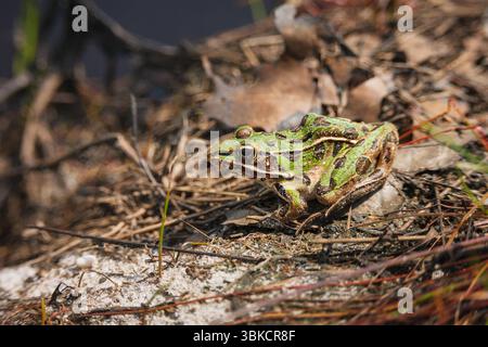 Southern Leopard Frog in the New Jersey Pine Barrens Stock Photo