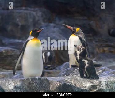 A Penguin family resting on a rock Stock Photo