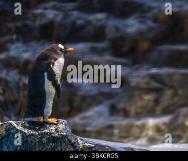 A Penguin resting on a rock Stock Photo