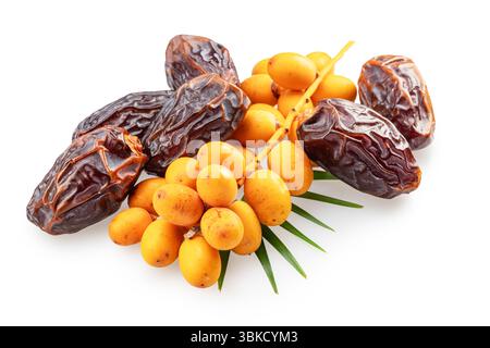 Cluster of yellow fresh dates, and semi-dried dates isolated on white background. File contains clipping path. Stock Photo