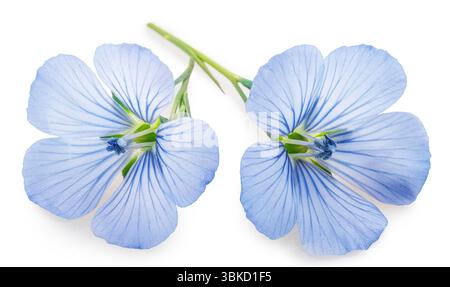 Blue flax flowers and linseeds isolated on white background. File contains clipping path. Stock Photo