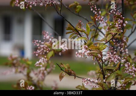 Bird Cherry, Prunus padus ´Colorata´. Blooming bird cherry Colorata tree (Prunus padus Colorata) with pink flowers. Branch of Pink Prunus padus. Stock Photo