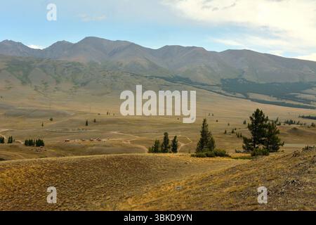 Young cedars on the slopes of a high hill overlooking a snowy mountain range with peaks in the clouds on a cloudy summer morning. Kurai steppe, Altai, Stock Photo