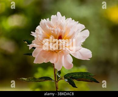 White Peony in full bloom Stock Photo