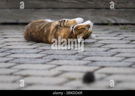 A cat plays with a caught water rat on the harbor pier.  Domestic short hair tabby cat with European water vole. Stock Photo