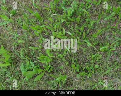 common chicory scientific name Cichorium intybus plants in a meadow Stock Photo