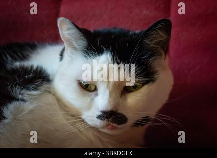Black and White cat resting on couch Stock Photo