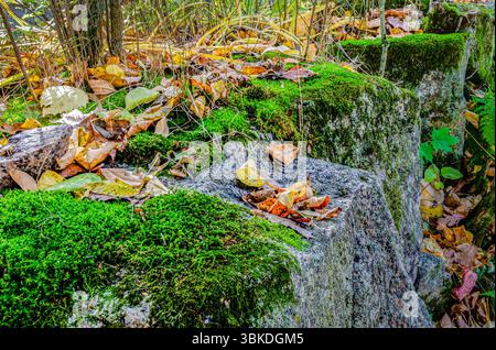 Close-up of moss covered granite rock outcroppings covered in fall leaves Stock Photo