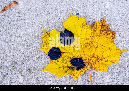 Close-up of a single yellow maple leaf with tar spots on concrete Stock Photo