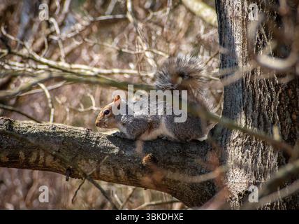 Squirrel resting on tree branch Stock Photo