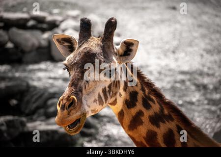 Giraffe on black and white background Stock Photo