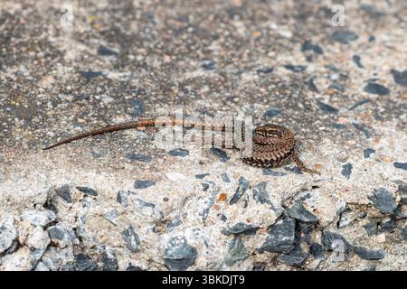 A Common wall lizard (Podarcis muralis) warming itself on sun baked rock. Stock Photo